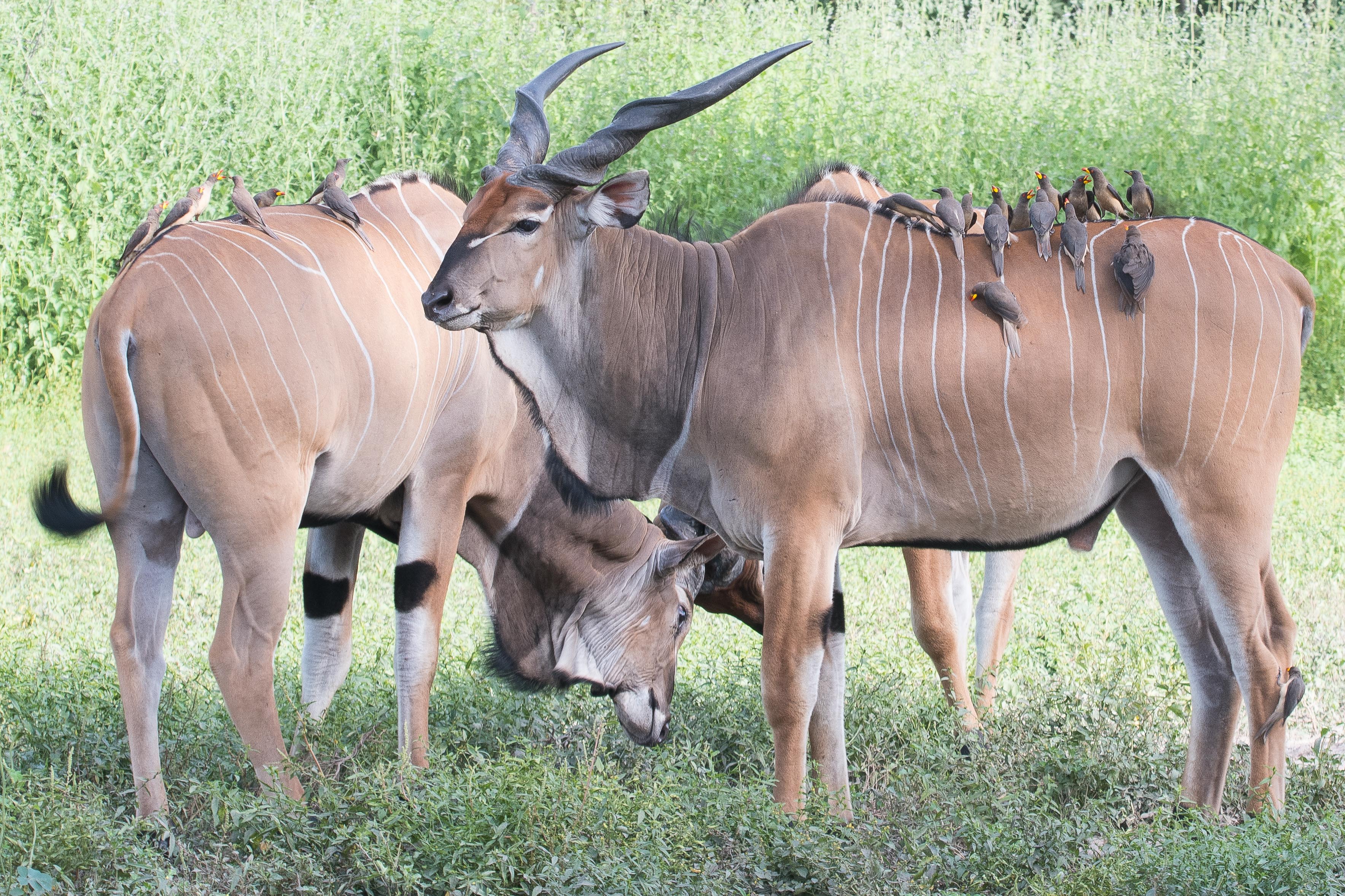 Piqueboeufs à bec jaune (Yellow-billed oxpeckers, Buphagus africanus), adultes et juvèniles débarrassant des Elands de Derby de leurs tiques, Réserve de Fathala, Sénégal.